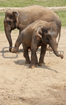 Two elephants in the dust.