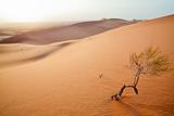 Small tree in  Sahara dunes.