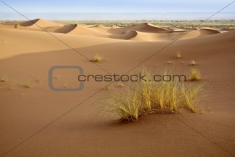 Plants in sand dunes in Sahara.