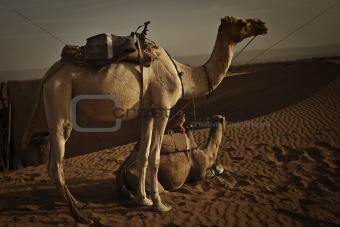 Camels at dawn in Sahara desert.