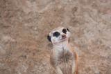 meerkat Suricata suricatta