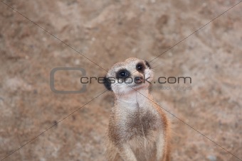 meerkat Suricata suricatta