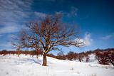 oak tree on winter peissage
