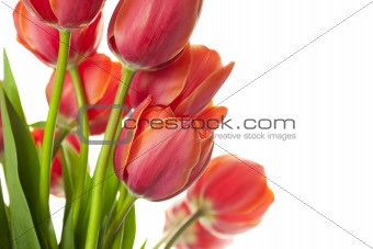 Fresh Beautiful Tulips / isolated on white / horizontal with cop