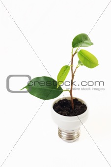 green sprout on bulb
