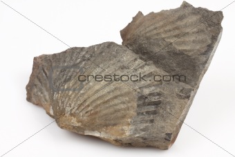  fossil 