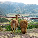 Llama and Alpaca