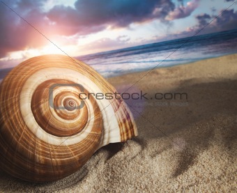 Large seashell in the sand