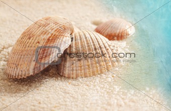 Seashells in the wet sand