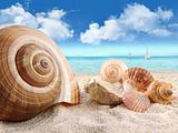 Seashells on the beach