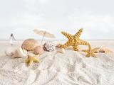 Starfish and seashells  at the beach