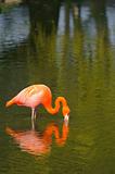Flamingo and reflection