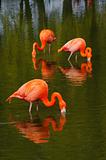 Flamingo's feeding