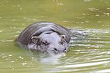 Pygmy hippo has swim