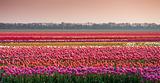 field with tulips