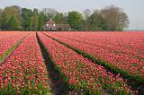 field with tulips