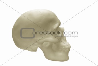  human skull