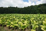 plantation of tobacco  