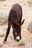 Donkey Foal Grazing in Nevada Desert