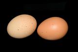 two eggs on black