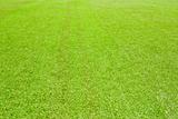 2816 Green grass(63).jpg
