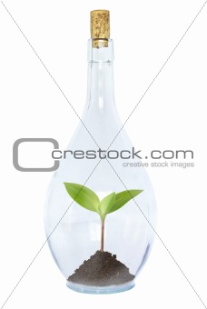 plant in bottle