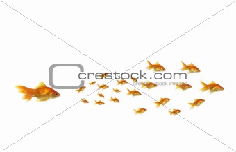 goldfish chasing shoal 
