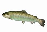 alive trout
