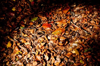 fallen leaves from trees in autumn