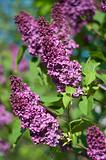 flower of the common lilac 