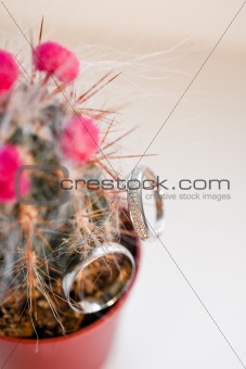 Two wedding rings in cactus