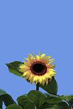 golden sunflower and blue sky