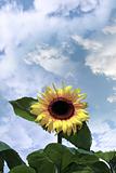 golden sunflower and sky
