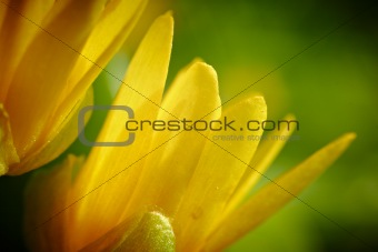 Yellow spring flower (Potentilla recta) 
