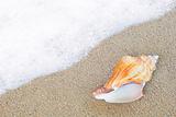 shell on the sand beside sea waves