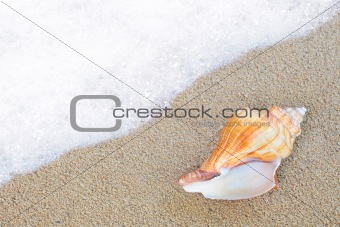 shell on the sand beside sea waves
