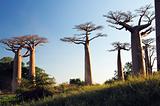 Field of Baobabs