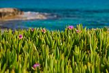 Flowers in grass near sea