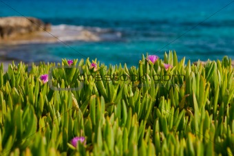Flowers in grass near sea