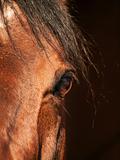 eye of bay horse closeup in dark
