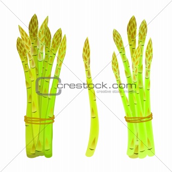 asparagus spears tied in a bunch