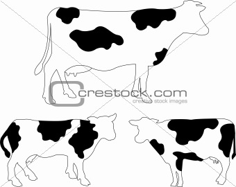 Cows illustration