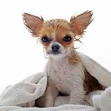 wet puppy chihuahua