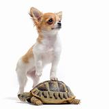 puppy chihuahua and turtle