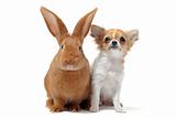 puppy chihuahua and bunny