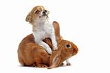 puppy chihuahua and bunny
