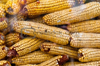 Dry corn texture