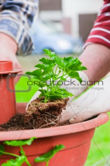 hand planting fresh green plants with blurry background