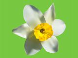 illustration of the spring narcissus flower