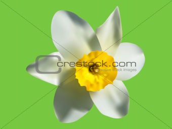 illustration of the spring narcissus flower